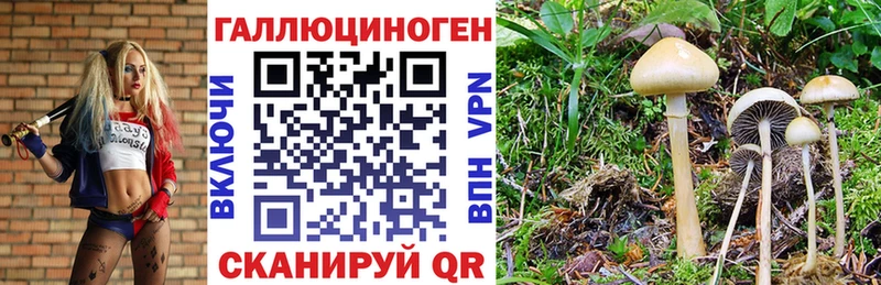 Галлюциногенные грибы Psilocybe  Артёмовск 